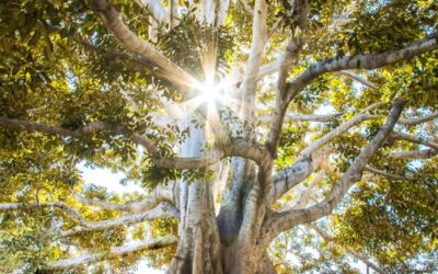 Self-Care 2020: Canceling False Codes & Restoring True Light
