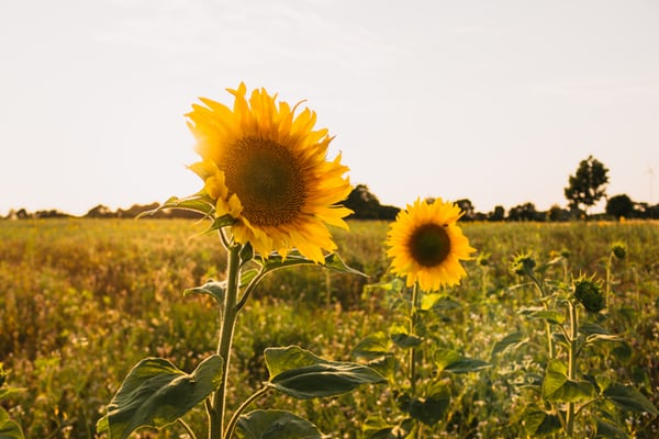 Sun Damage … or, Sun Healing?