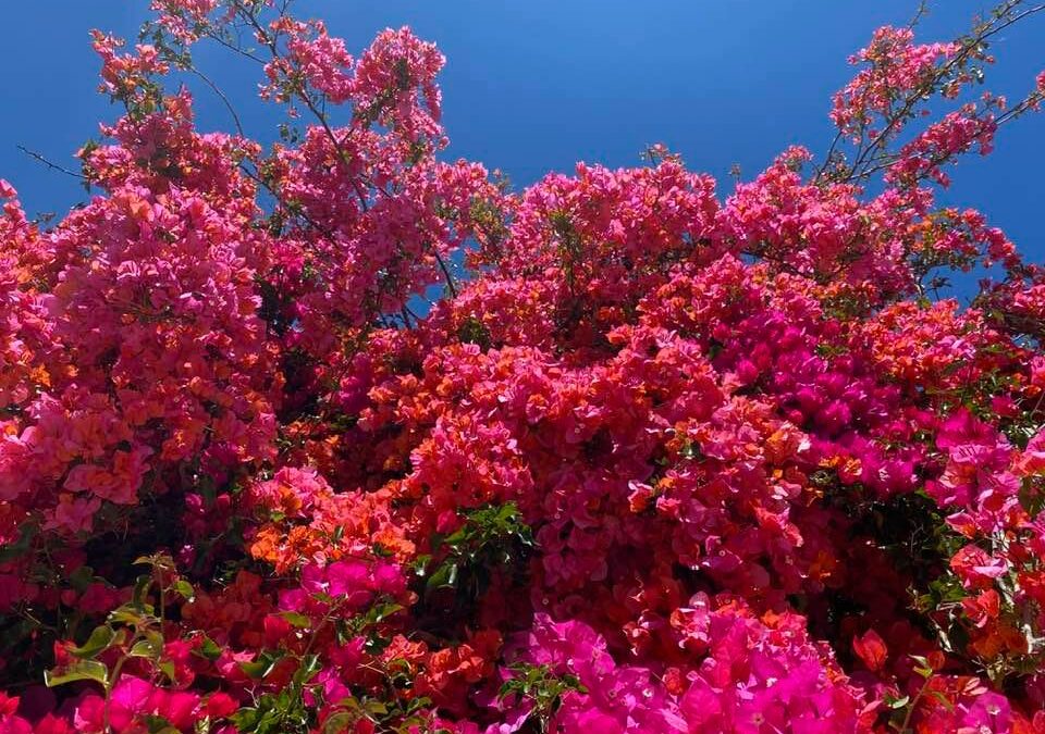 Bougainvillea & Blue Skies